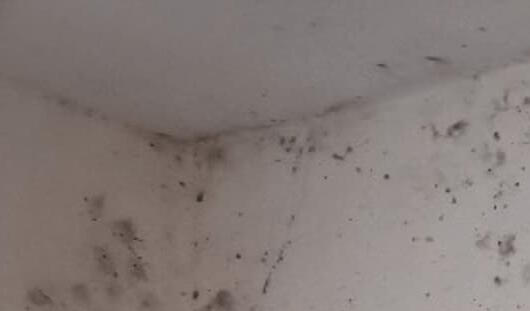 Muffa Interni Muffa Interni Case a Begamo